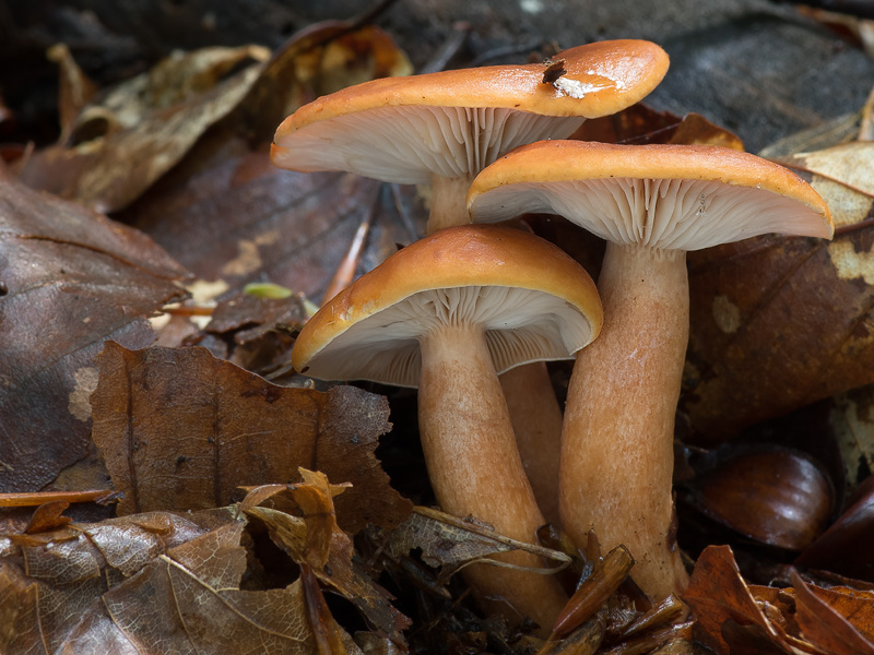 Lactarius fulvissimus